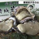 天然ものより身が大きく味が良い…京都・舞鶴湾で『養殖岩がき』の出荷が始まる（2023年4月19日）