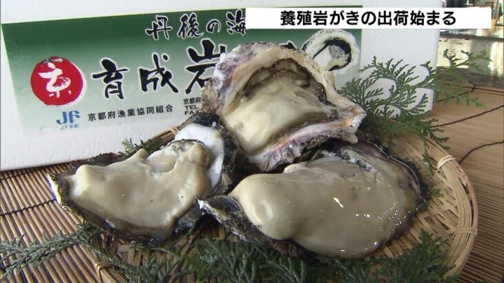 天然ものより身が大きく味が良い…京都・舞鶴湾で『養殖岩がき』の出荷が始まる（2023年4月19日）