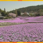 “花のじゅうたん”　５０品種、１億輪の芝桜が地面いっぱいに広がる　兵庫・三田市