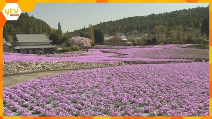 “花のじゅうたん”　５０品種、１億輪の芝桜が地面いっぱいに広がる　兵庫・三田市