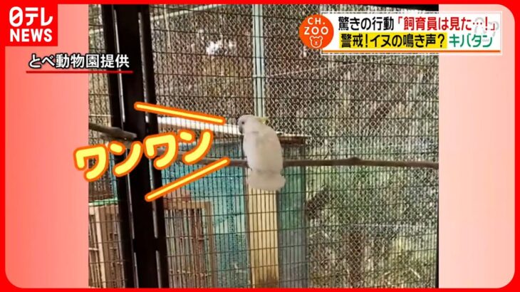 【飼育員が目撃！】猿＆ピューマ＆オウム！動物たちの意外な行動　愛媛　NNNセレクション