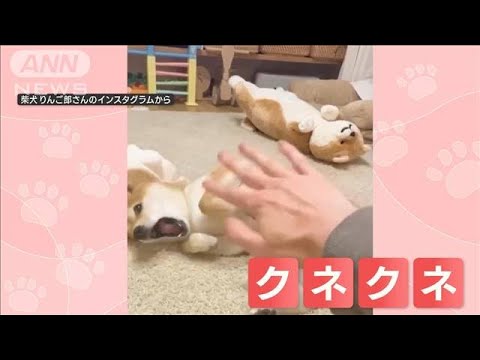 “エアなでなで”…気持ち良さそうに体クネクネ！なでてないのに…勝手に体動く柴犬(2023年4月19日)