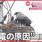 【迷惑】電柱の上の「カラスの巣」撤去作業を公開　富山市で約1400戸が“停電”し…
