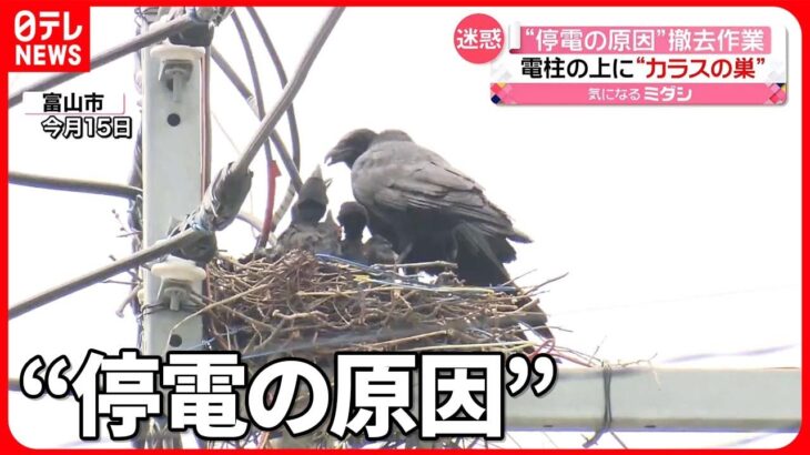 【迷惑】電柱の上の「カラスの巣」撤去作業を公開　富山市で約1400戸が“停電”し…