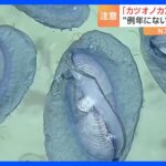 奄美大島に大量漂着した“青い物体”きれいだけど触るとキケン！実は毒クラゲ「カツオノカンムリ」に注意｜TBS NEWS DIG