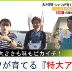 【中継】シェフが育てる濃厚『特大アサリ』大きさも味もピカイチ！その養殖方法とは？　兵庫・妻鹿漁港（2023年4月20日）