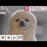 まん丸もふもふ“あざらし犬”　「甘える時あざらしになりがち」(2023年4月20日)