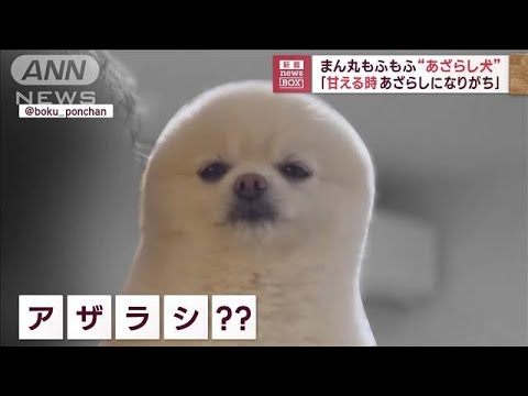 まん丸もふもふ“あざらし犬”　「甘える時あざらしになりがち」(2023年4月20日)