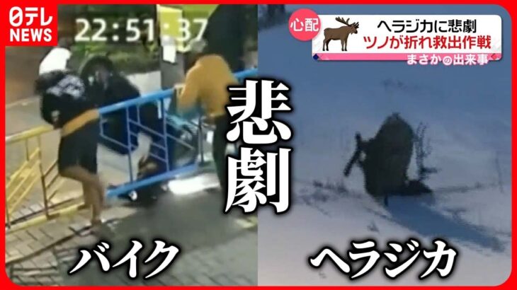 【越えられない！】カメラが捉えた“バイク泥棒”とツノが折れたヘラジカ