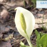 薄緑色の小さな花「ミズバショウ」見ごろ　例年より１週間ほど早い開花　兵庫・養父市（2023年4月22日）