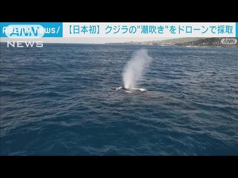 日本初“クジラの潮吹き” ドローンで採取成功 クジラ回遊変化の謎に迫る(2023年4月24日)