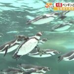 ペンギン・アシカを下からも横からも！天王寺動物園の新施設で「美しい泳ぎ方に感動」（2023年4月24日）