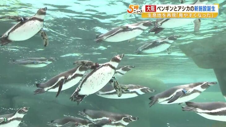 ペンギン・アシカを下からも横からも！天王寺動物園の新施設で「美しい泳ぎ方に感動」（2023年4月24日）