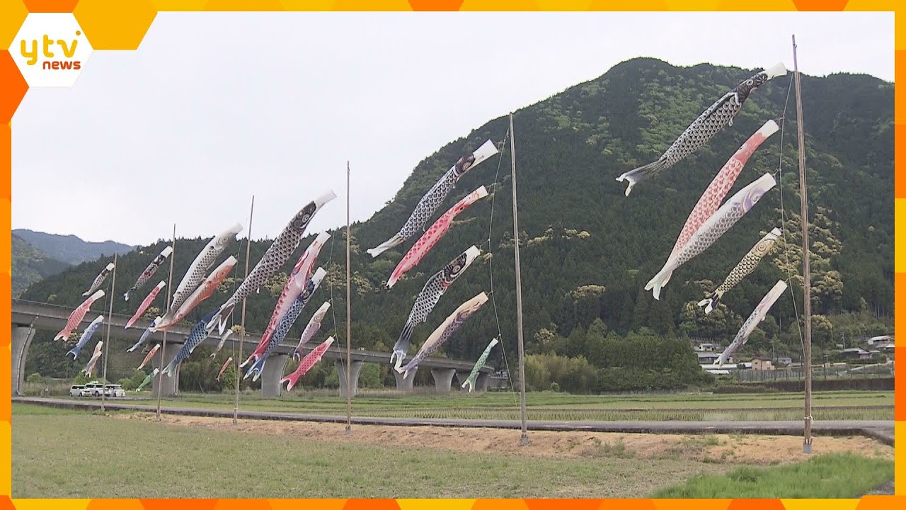 『紀伊半島大水害』からの復興へ願い込め…30匹の鯉のぼりがお目見え 和歌山・新宮市