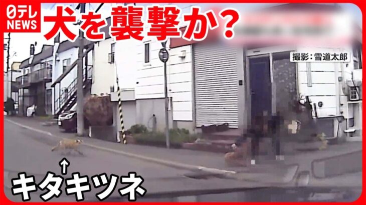 【住宅街で】「キタキツネ」が襲撃か？ 犬を追いかける姿がドラレコに… 札幌市