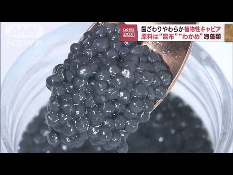 歯ざわりやわらか「植物性キャビア」　原料は“昆布”“わかめ”海藻類(2023年4月25日)