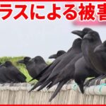 【カラス被害】都会で増加  ゴミ増加でエサが豊富  “繁殖シーズン”で人への襲撃も…