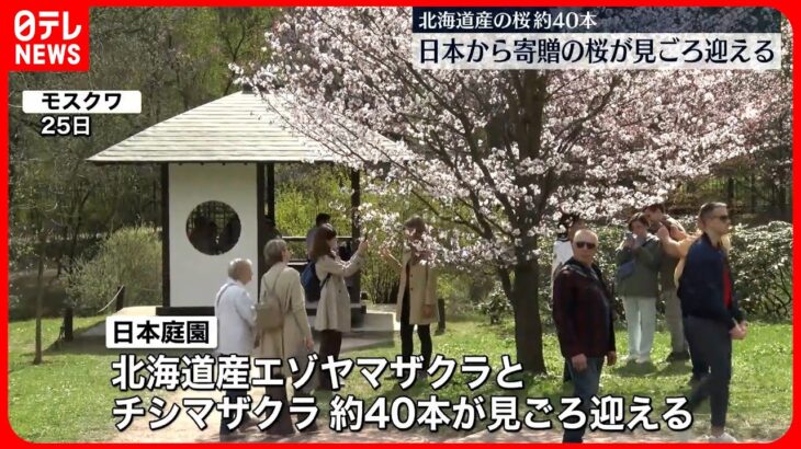 【ロシア・モスクワ】日本庭園で日本から寄贈の桜が見ごろ迎える