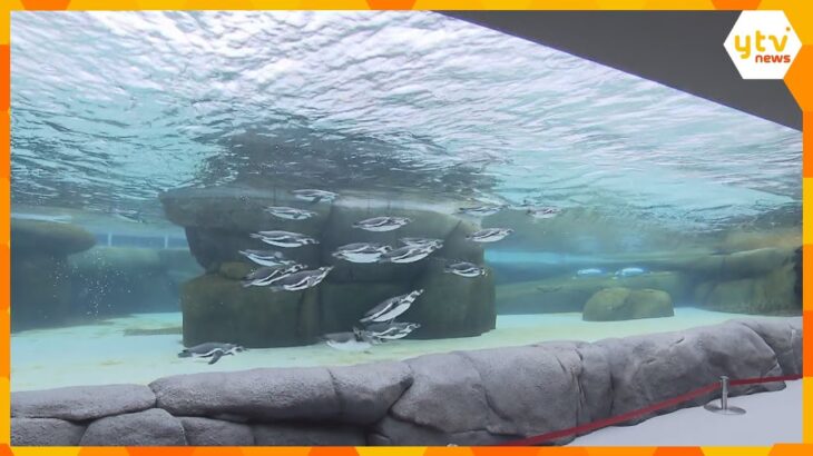 天王寺動物園　南米チリの海や島、カリフォルニア港町がモデルのペンギンとアシカの新エリアオープン！