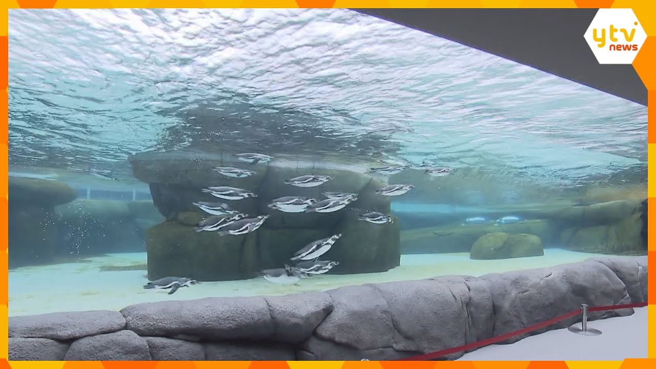 天王寺動物園 南米チリの海や島、カリフォルニア港町がモデルのペンギンとアシカの新エリアオープン!