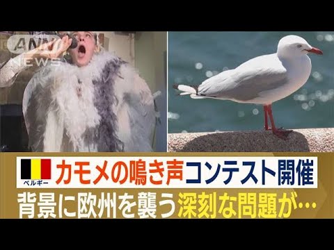 カモメの鳴き声コンテスト　ベルギーで開催…背景に“人とカモメの関係巡る”深いワケ(2023年4月26日)