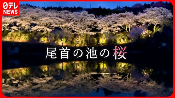 【絶景】池のほとりに… 尾首の池の桜 見頃でライトアップ　愛媛　NNNセレクション