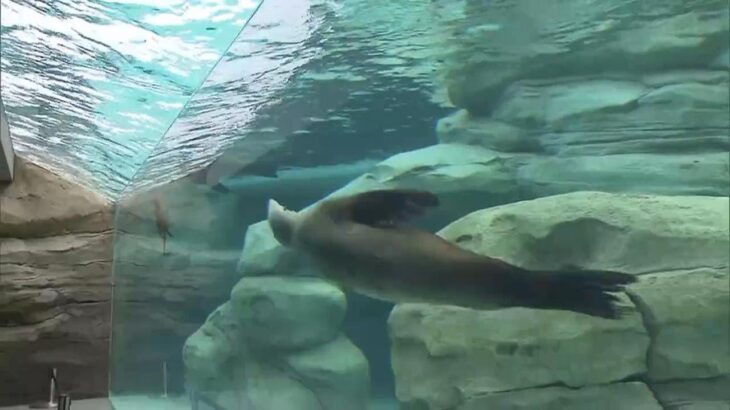 下や横からも見られる！水中展示を採用したペンギン＆アシカの新施設　天王寺動物園（2023年4月26日）