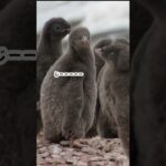 【推しカメラ】あなたはどのペンギンのひなを選びますか？南極観測隊おまけ　#shorts