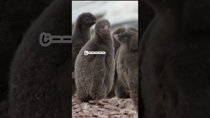【推しカメラ】あなたはどのペンギンのひなを選びますか？南極観測隊おまけ　#shorts