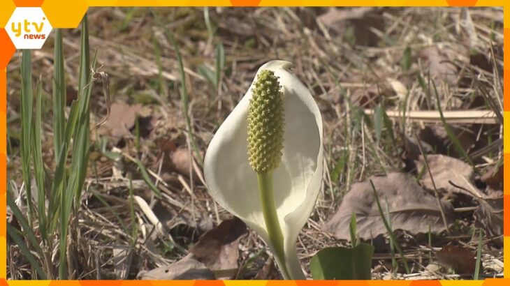 兵庫・養父市　兵庫県の天然記念物で、里山に春告げる「ミズバショウ」ＧＷ前に見ごろ迎える
