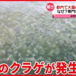 【クラゲ】東京・晴海エリアで大量発生  専門家は「神出鬼没 流れに流されてしまう」