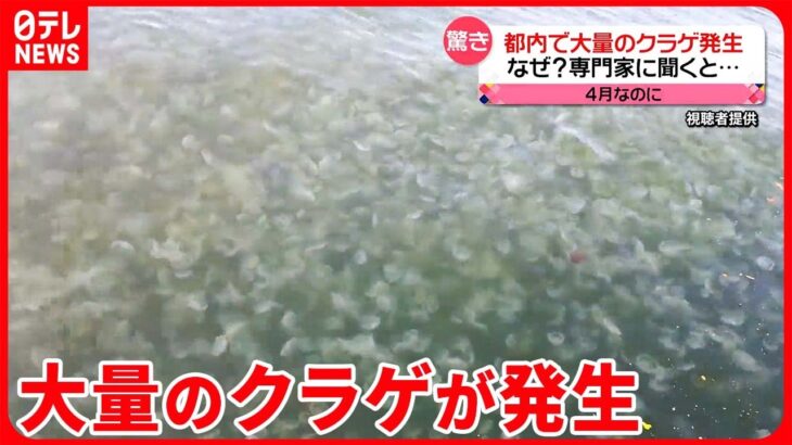 【クラゲ】東京・晴海エリアで大量発生  専門家は「神出鬼没 流れに流されてしまう」