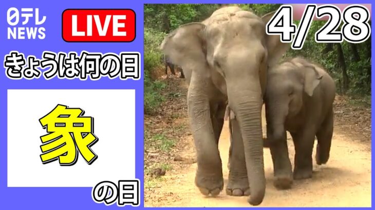【きょうは何の日】『象の日』「感謝を示しているよう…」ため池に転落したゾウを救出/「まだ食べるの？」ゾウがキッチンの壁突き破り…　など ニュースまとめライブ【4月28日】（日テレNEWS LIVE）