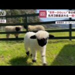 モフモフ！「世界一かわいい羊」赤ちゃん公開　滋賀・米原市(2023年3月30日)