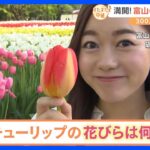 「チューリップの花びらは何枚？」富山名物「となみチューリップフェア」満開の様子をお届け【すたすた中継】｜TBS NEWS DIG