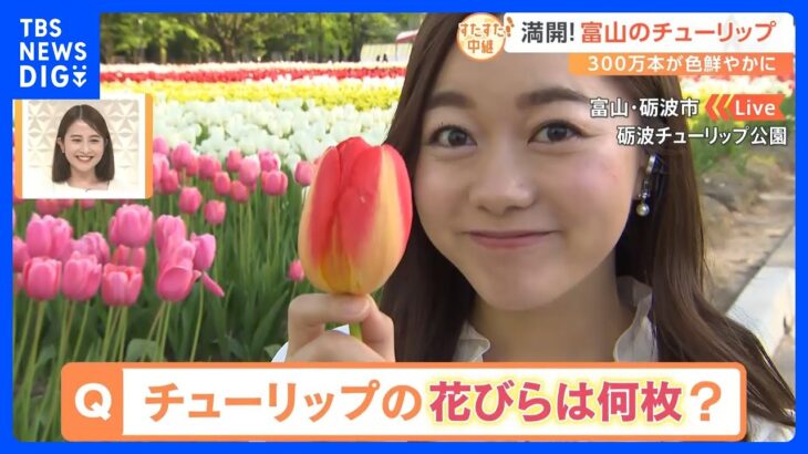 「チューリップの花びらは何枚？」富山名物「となみチューリップフェア」満開の様子をお届け【すたすた中継】｜TBS NEWS DIG