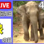 【きょうは何の日】『象の日』「感謝を示しているよう…」ため池に転落したゾウを救出/「まだ食べるの？」ゾウがキッチンの壁突き破り…　など ニュースまとめライブ【4月28日】（日テレNEWS LIVE）