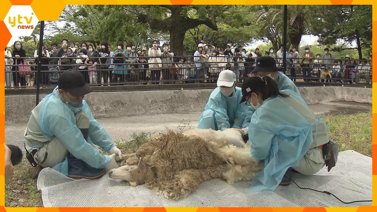 本格的な夏を前にヒツジがすっきり！毛を刈り取る作業行われる　来園者「気持ちよさそう」兵庫・姫路市