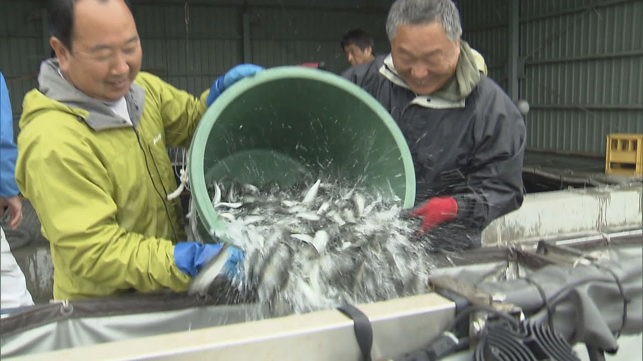 人気の釣りスポット　友釣り漁解禁を前に稚アユ放流　和歌山・紀ノ川