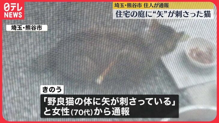 【“矢”が刺さった猫】保護しようとするとそのまま逃げ…　埼玉・熊谷市