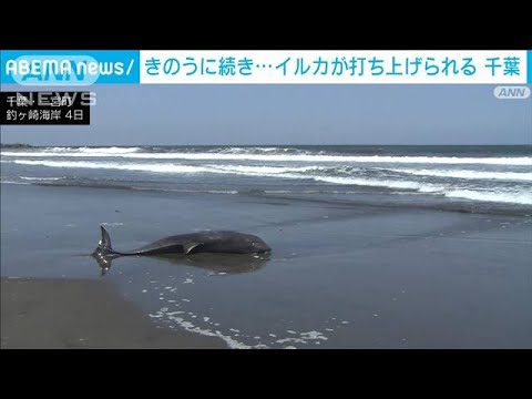 イルカがまた…7頭打ち上げられ4頭死ぬ　千葉県(2023年4月4日)