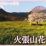 春色の景色へ　長崎県・島原市　火張山花公園【JNN sakuraドローンDIG 2023】