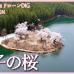 残雪と湖面に映える中子の桜　新潟県津南町【JNN sakuraドローンDIG 2023】