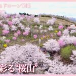 地域を彩る“桜山”　宮城県大郷町【JNN sakuraドローンDIG 2023】