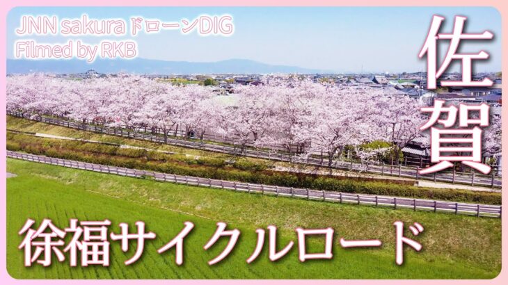 線路跡の桜道　佐賀市【JNN sakuraドローンDIG 2023】