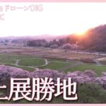 北上展勝地　満開の桜【JNN sakuraドローンDIG 2023】