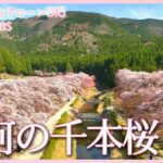 静かな里、鮎河の千本桜【JNN sakuraドローンDIG 2023】