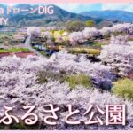 桜とモモの共演　山梨県笛吹市【JNN sakuraドローンDIG 2023】