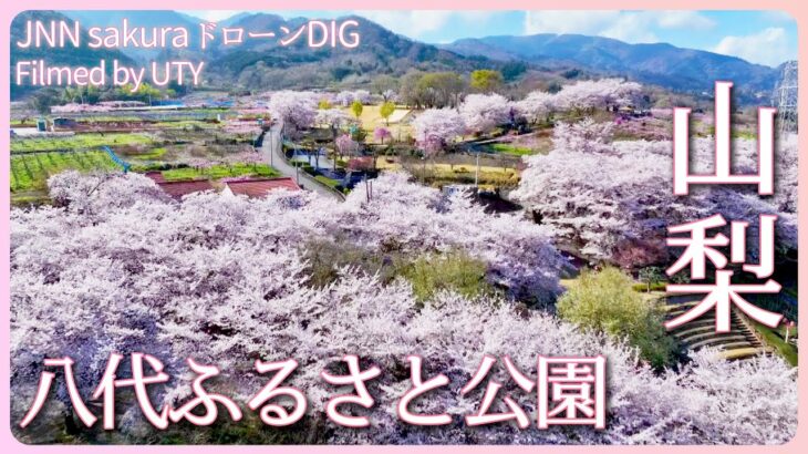 桜とモモの共演　山梨県笛吹市【JNN sakuraドローンDIG 2023】