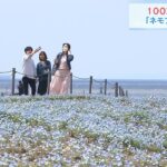 SNSでも話題「ネモフィラ祭り」　ブルーの小さな花100万株が咲き誇る　大阪・舞洲（2023年4月8日）